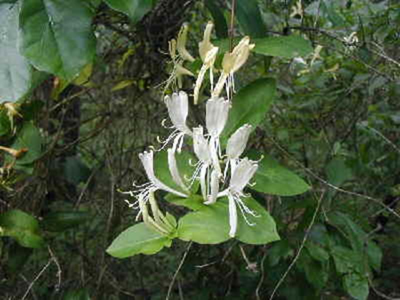 Japanese Honeysuckle