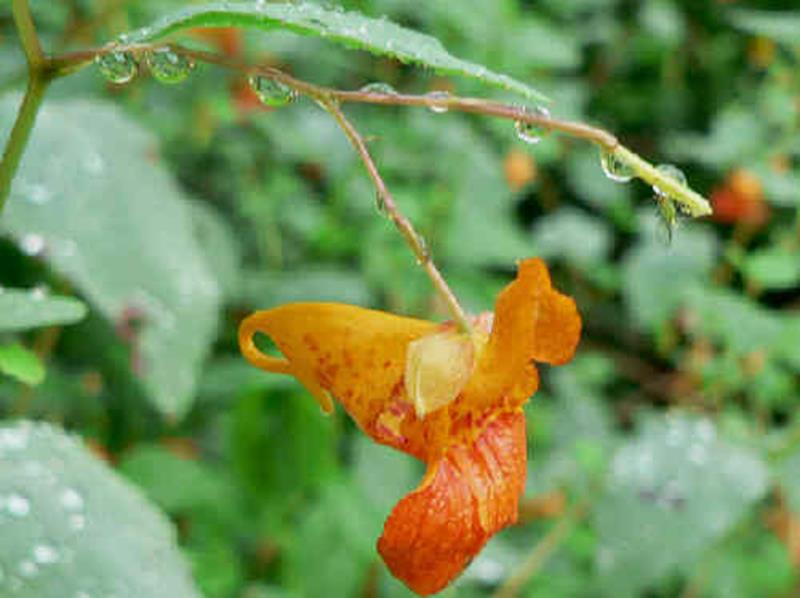 Spotted Jewelweed