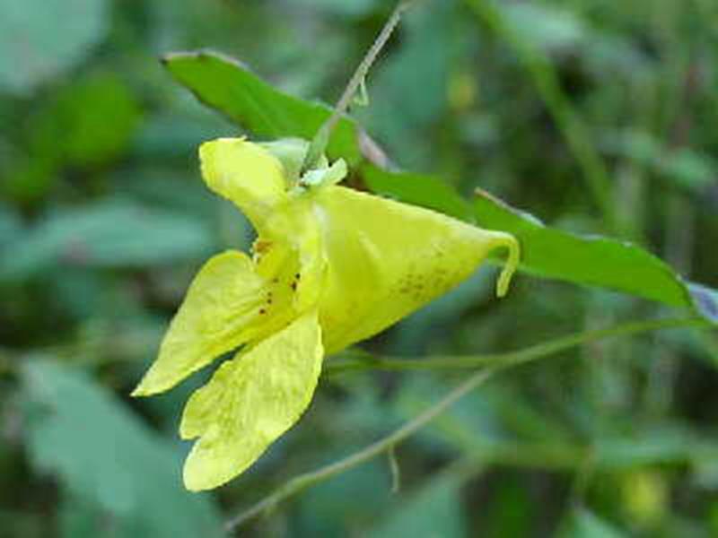 Jewelweed