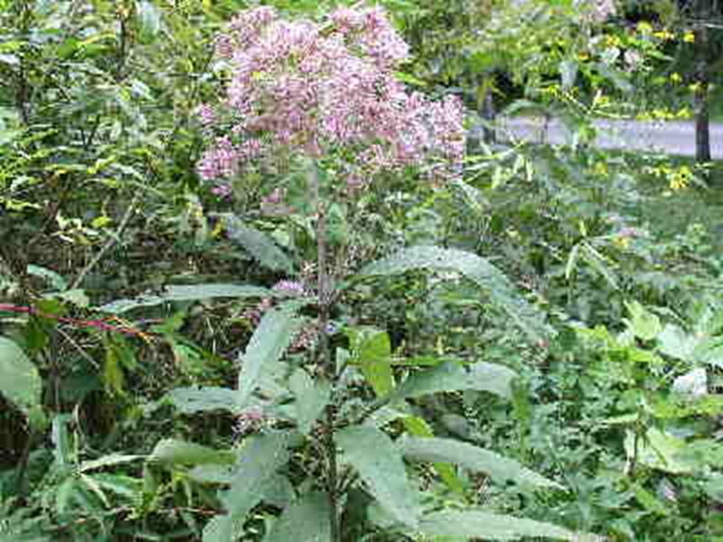 Joe Pye Weed