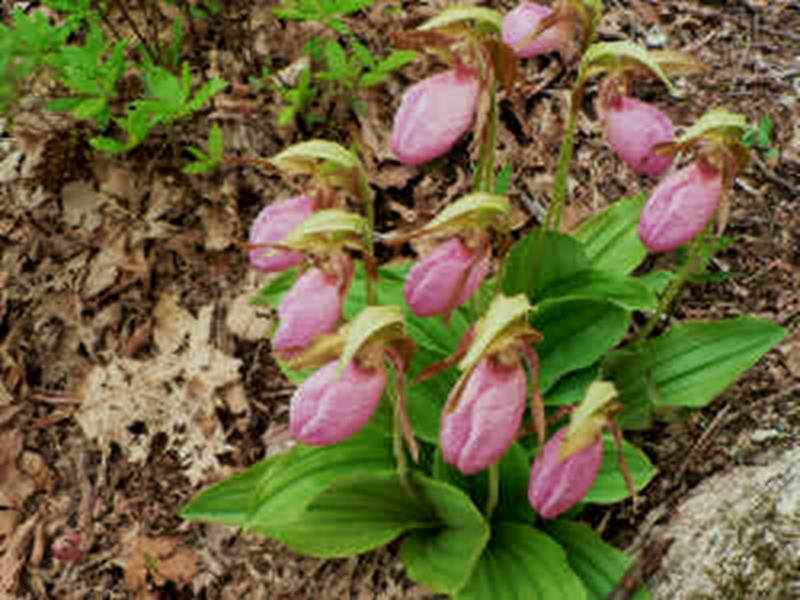 pink ladyslippers