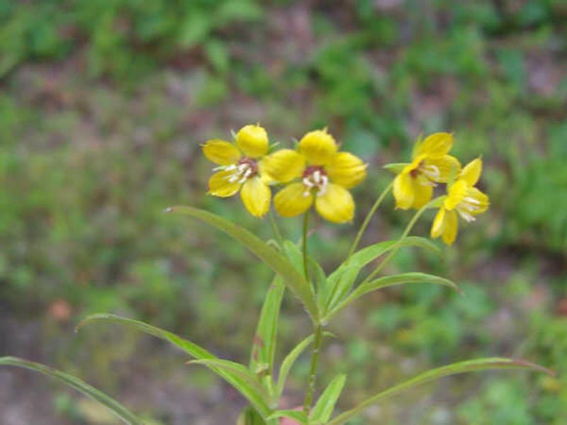 Lance-leaved Loosestrife