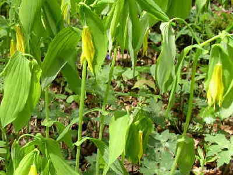 Large Bellwort