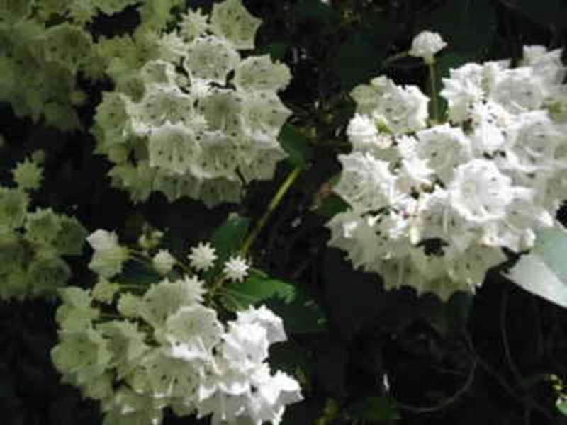 Mountain Laurel