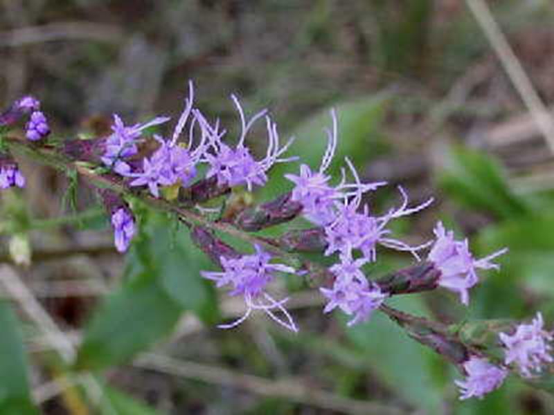 Liatris