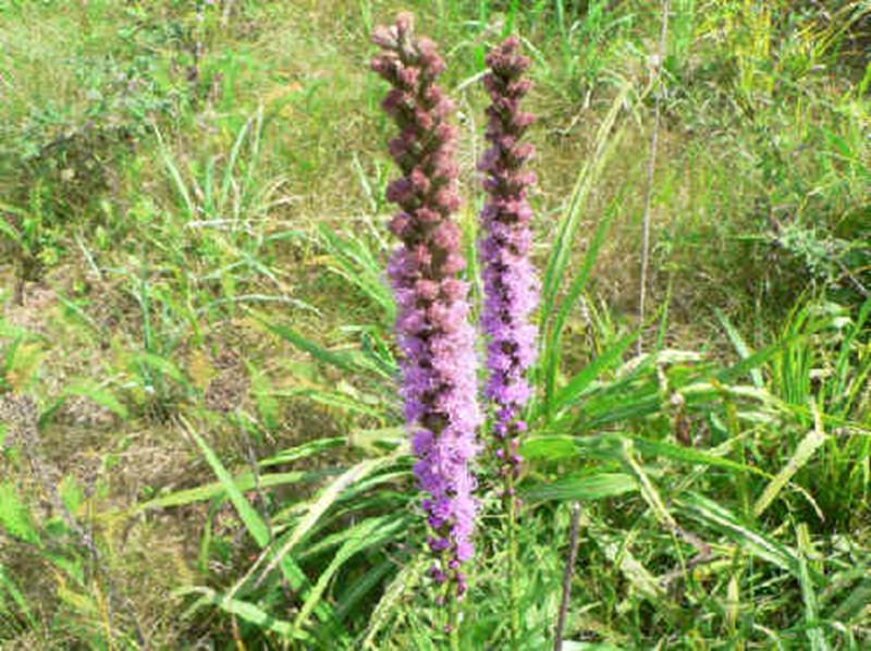 Liatris spicata