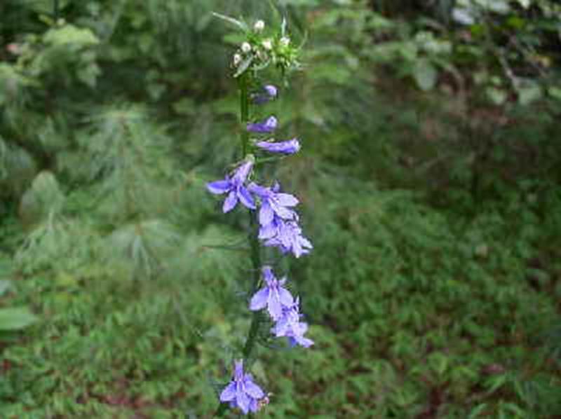 Spiked Lobelia