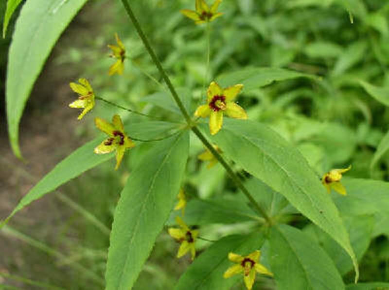 loosestrife