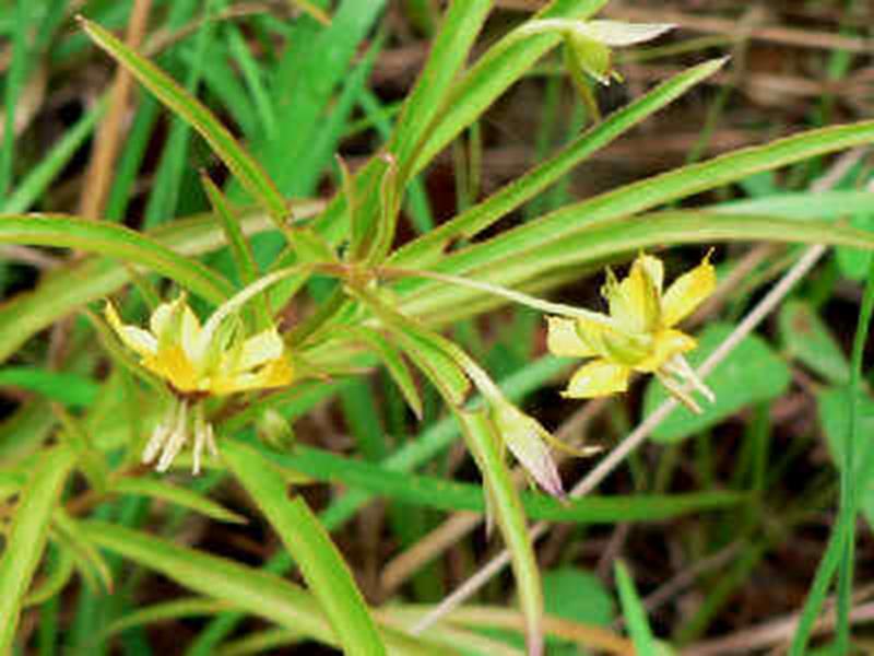 Lance-leaved Loosestrife