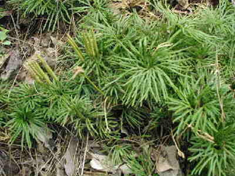 Ground Cedar