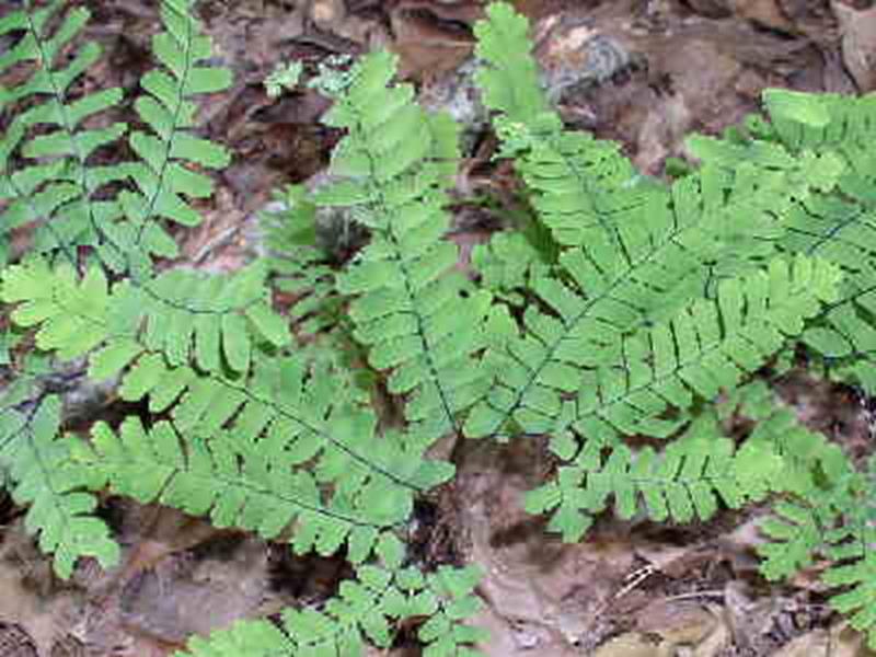 Maidenhair Fern