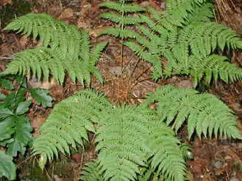 Marginal Wood Fern