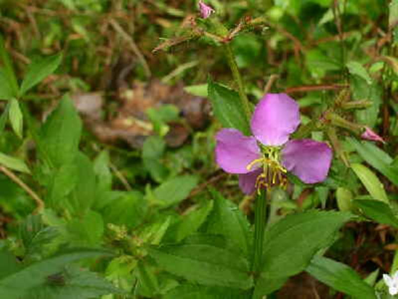 Meadow Beauty