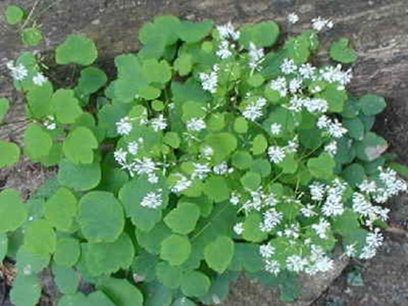 Meadow Rue