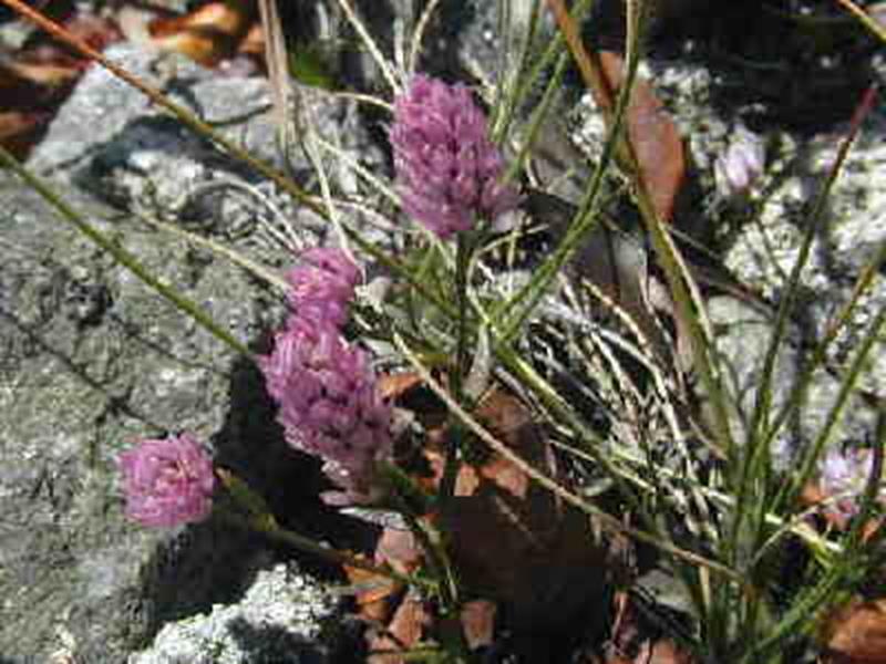 Milkwort