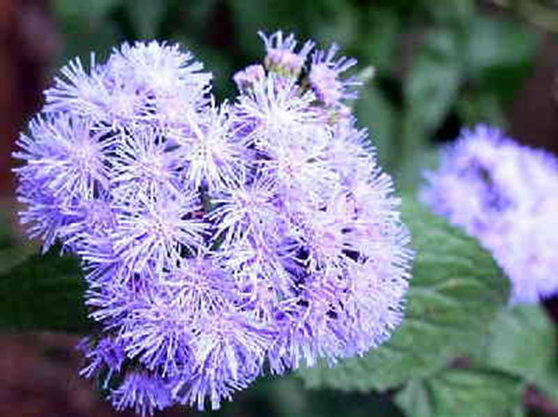 Mistflower