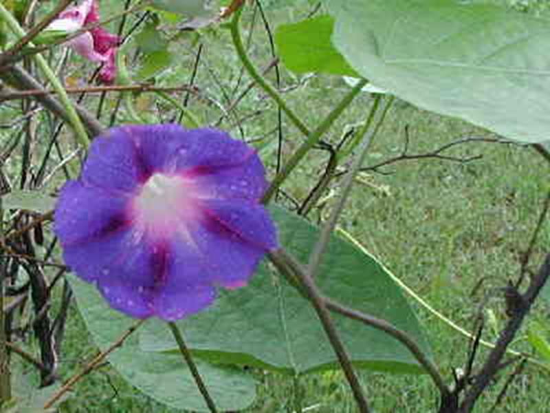 Common Morning Glory