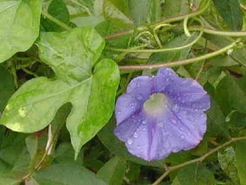 Ivy-leaf Morning Glory