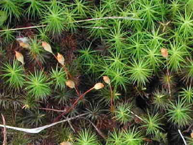 Hair-cap Moss