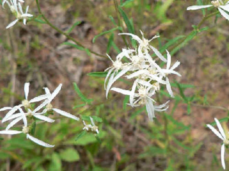 White-topped Aster