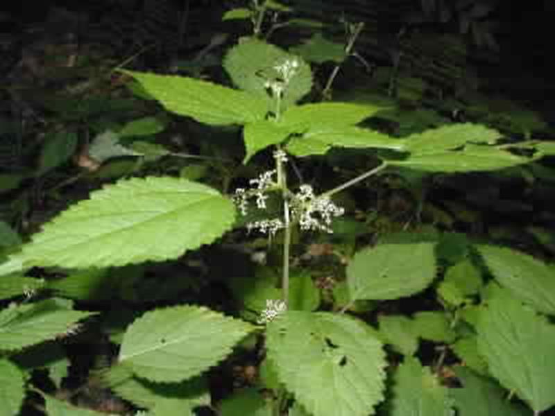 Stinging Nettle