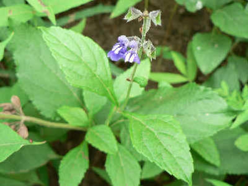 Nettle-leaved Sage