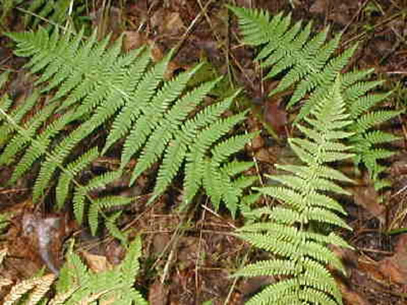 New York Fern