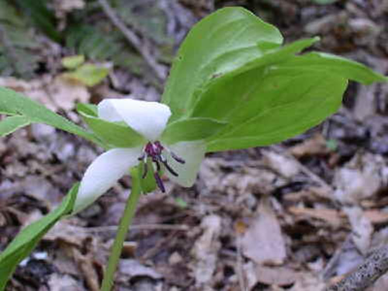 Nodding Trillium