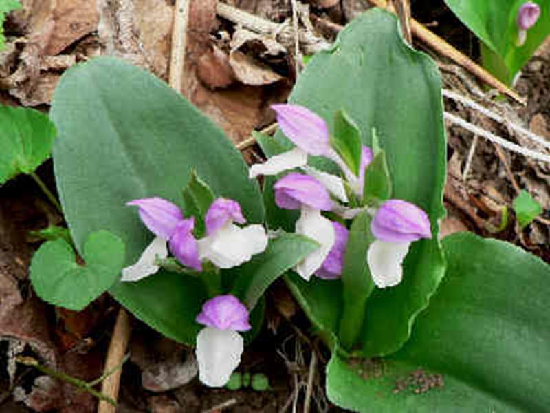 Showy Orchis