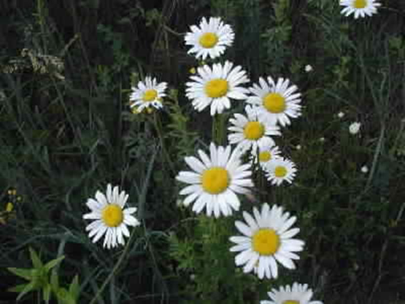 Oxeye Daisey