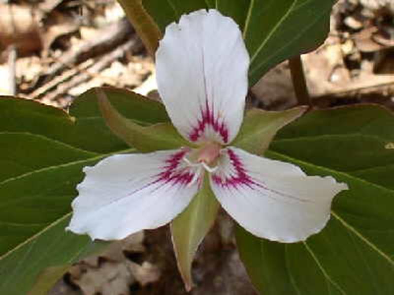 Painted Trillium