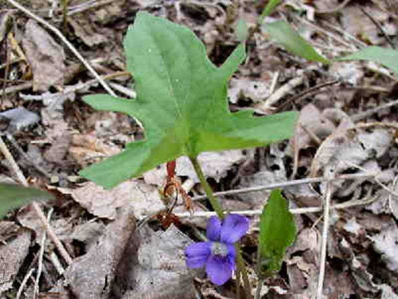 Palmate-leaved Violet