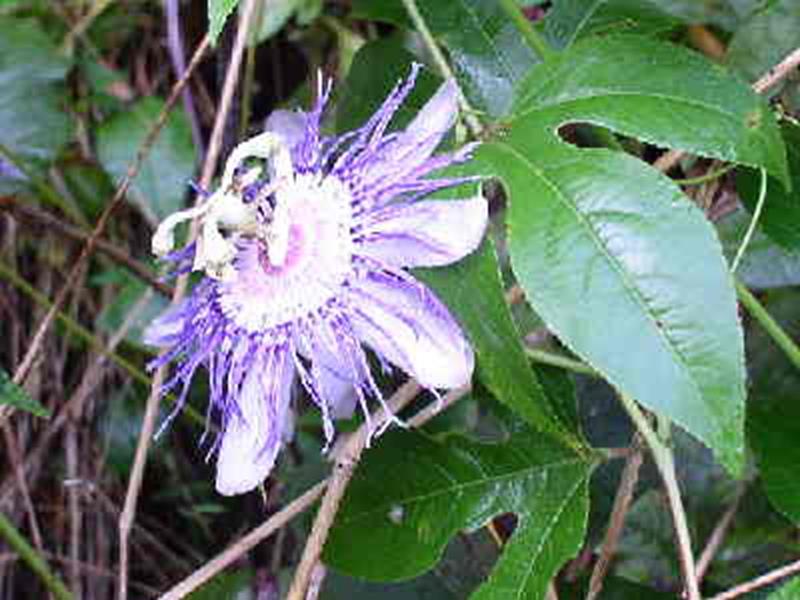 Passion Flower