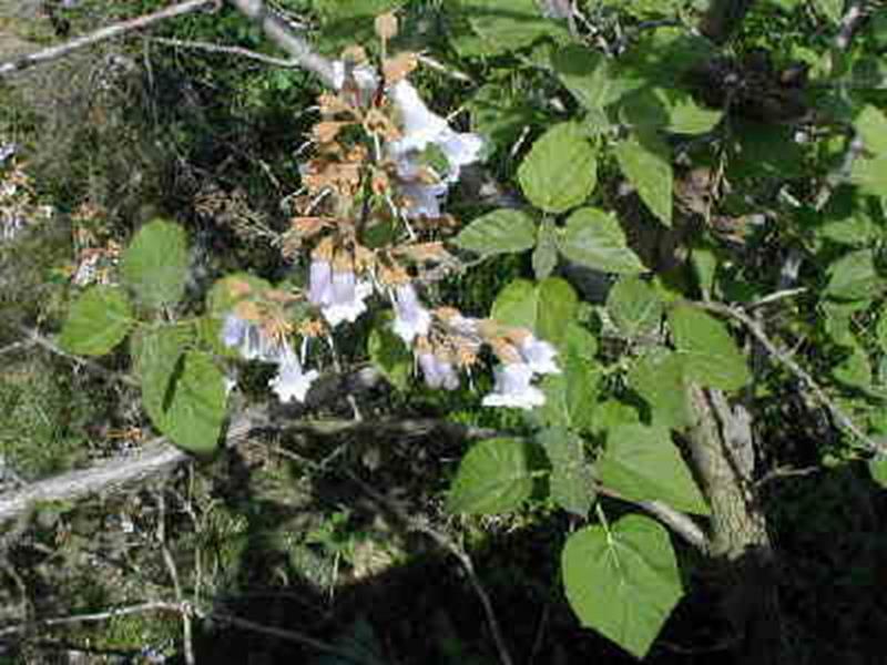 paulownia