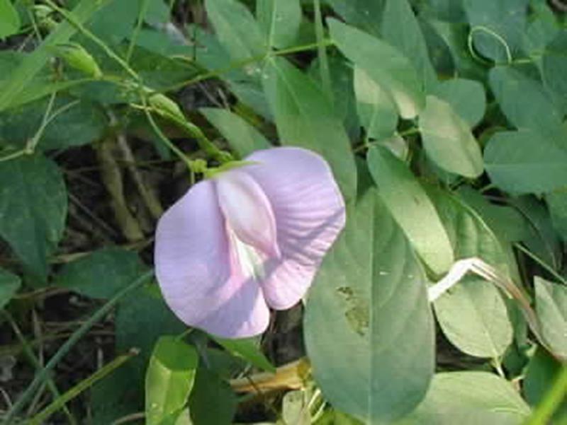 Butterfly Pea