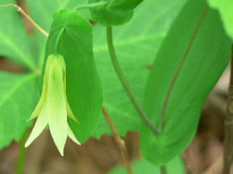 Perfoliate Bellwort