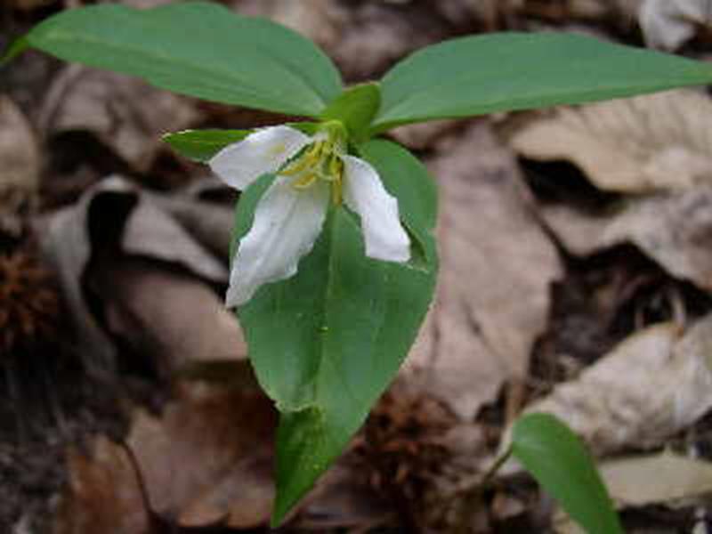 Persistent Trillium