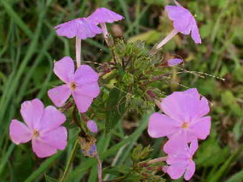 Phlox