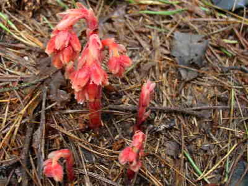 Pinesap