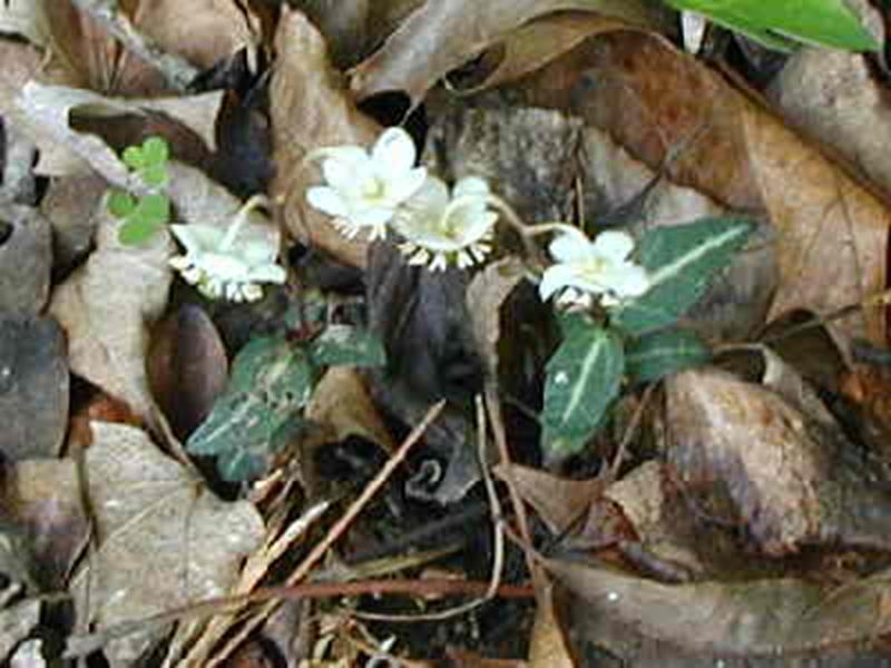 Spotted Wintergreen