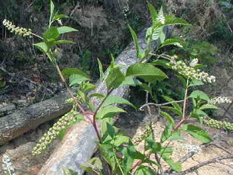 Pokeweed