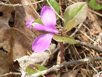 Fringed Polygala