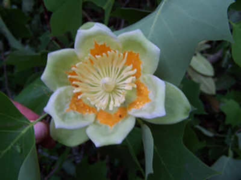 Tulip Poplar