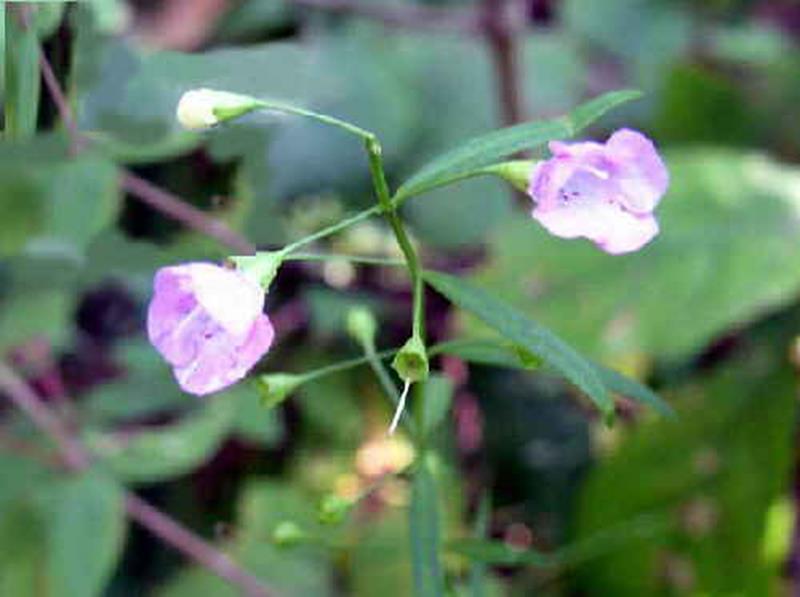 P. False Foxglove