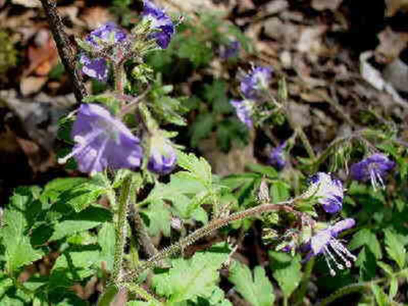 Purple Phacelia