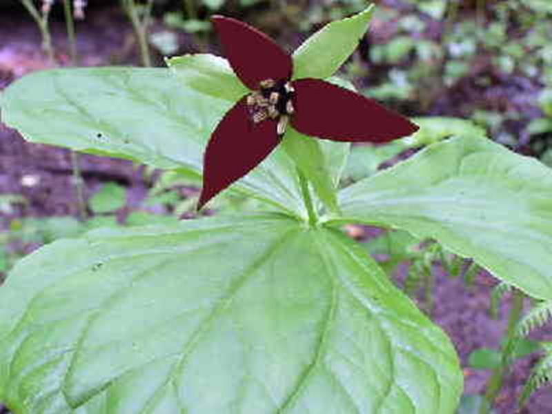 Purple Trillium