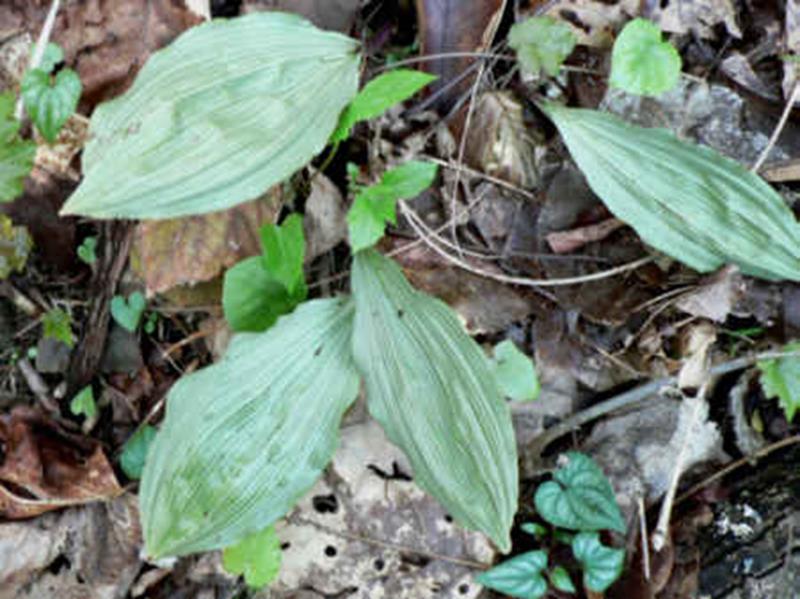 Puttyroot