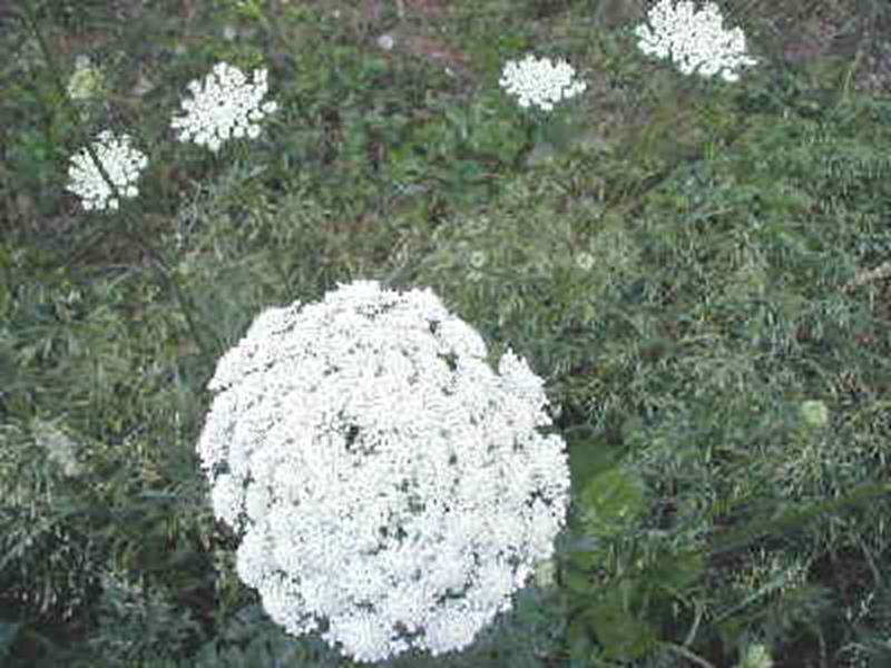 Queen Anne's Lace