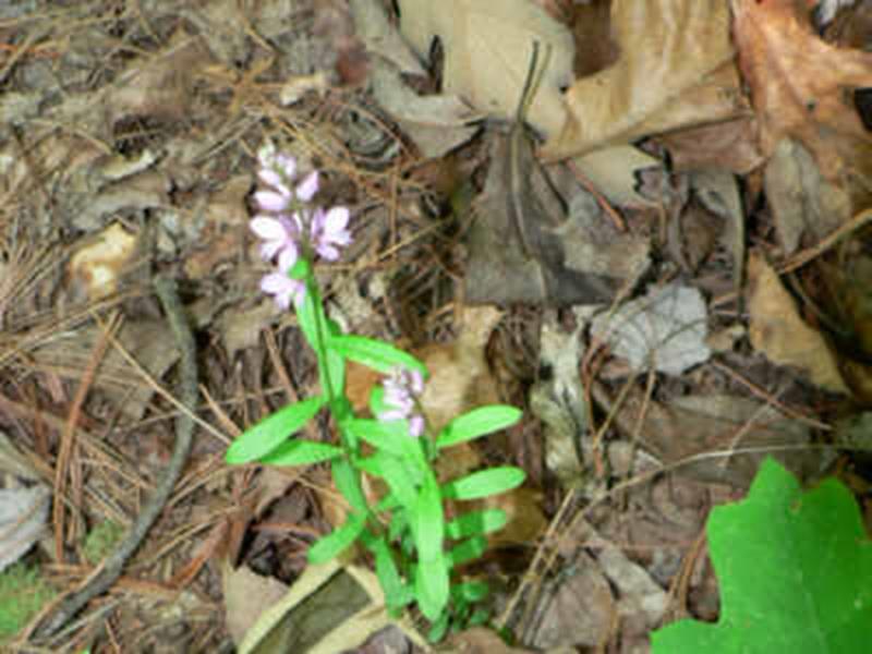 Racemed Milkwort