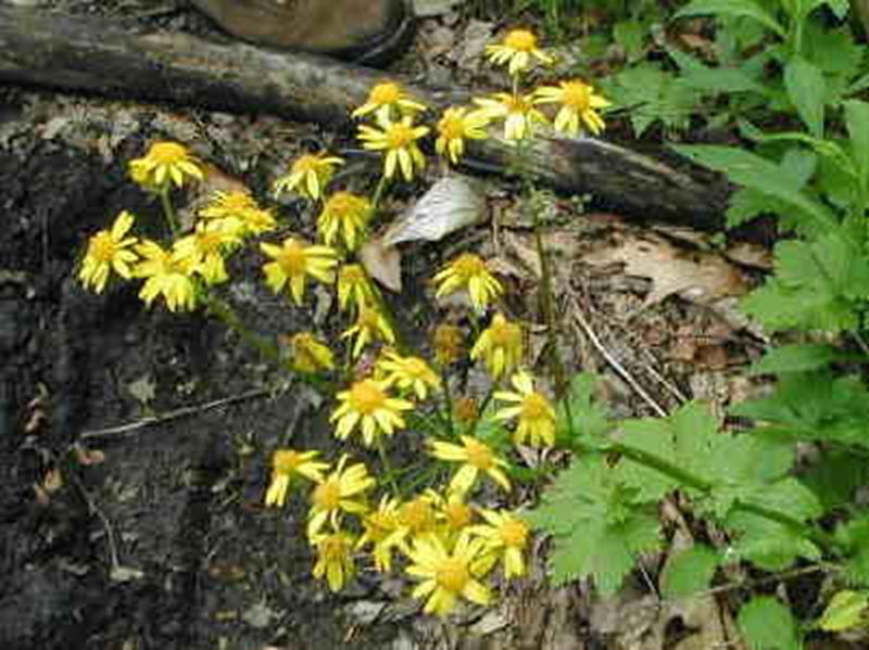 Golden Ragwort